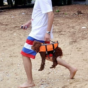 #Pept Olde Dog Swimwear VIP Teddy Pet Costum