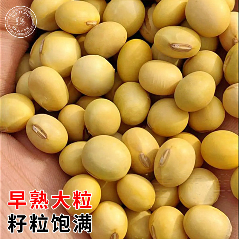 中黄13与中黄29:国审高产大粒大豆种,矮秆抗倒更稳产!-粮油-淘宝百科网