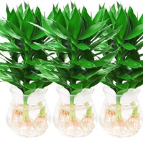 Fugui bamboo Hydroponic plants Guanyin Bamboo indoor potted flowers Office water-raised bonsai green plants Formaldehyde-absorbing