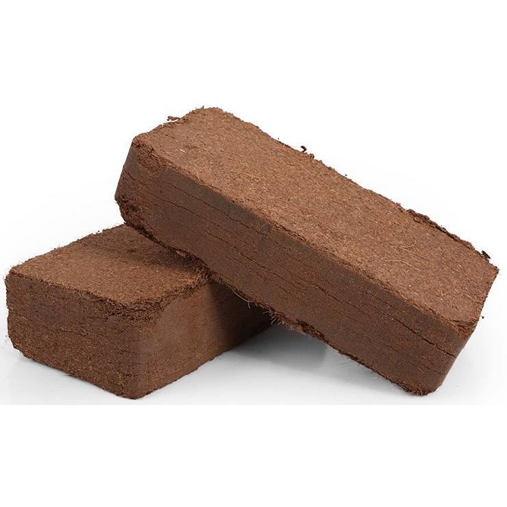 Sterile Coconut broccoli Coconut Broccoli Earth nutritious Tuiless cultivars with a lot of meat and a full RMB20