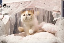 PETMAN Cat Kennel Dog Bed Fairy Wind Cat Tent Removable For All Seasons Available Dog House Cat Villa Pet Supplies