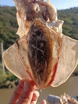 Dried East China Sea cuttlefish dried freshwater cuttlefish recommended by teacher Chen Yunbin