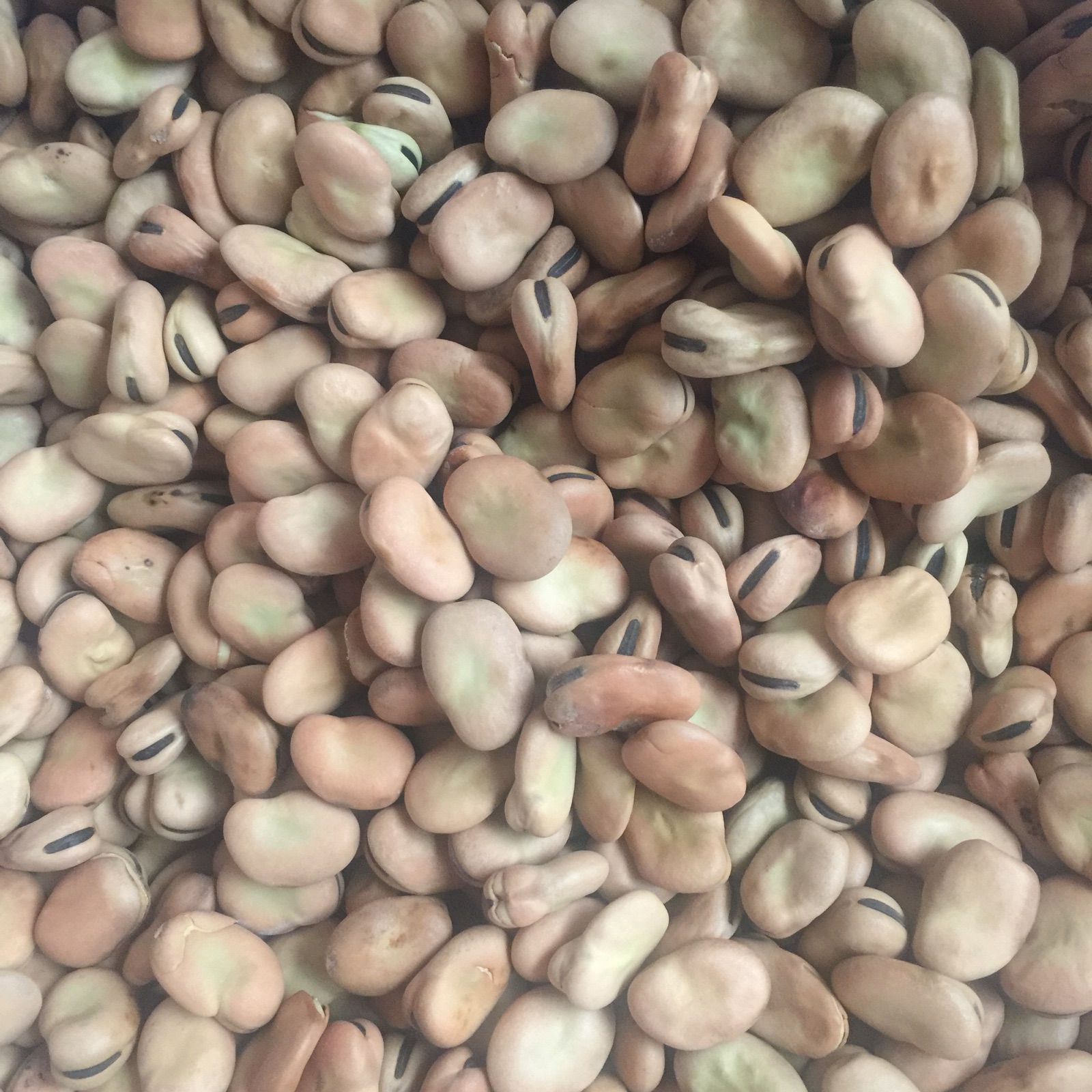 FOUL Dried beans broad 1kg‏فول يابس