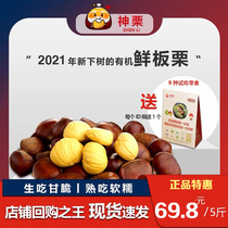 Divine Chestnut Fresh Raw Plate Chestnut 2021 Fall New Lower Tree Wide City Organic Raw Chestnut 5 Catty Loaded Spot Speed Hair