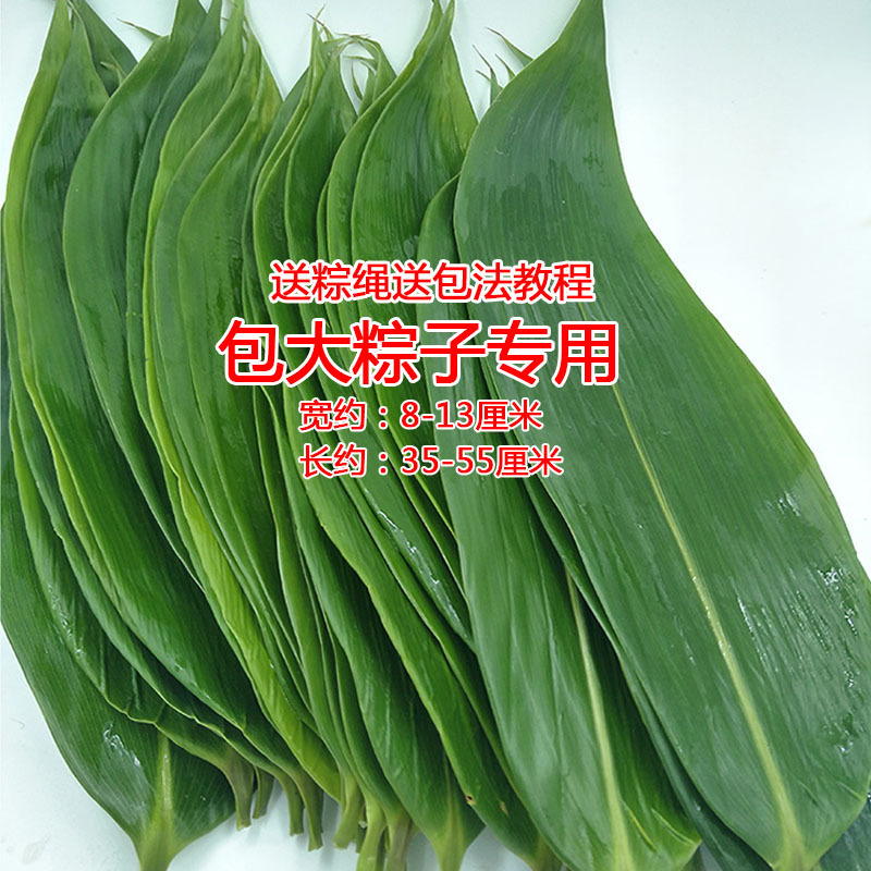 Extra-large fresh large glutinous rice leaf, fresh glutinous rice leaf, scorpion cotyledon leaf, wild fresh bagged glutinous rice leaf, vacuum glutinous rice leaf, 100 servings