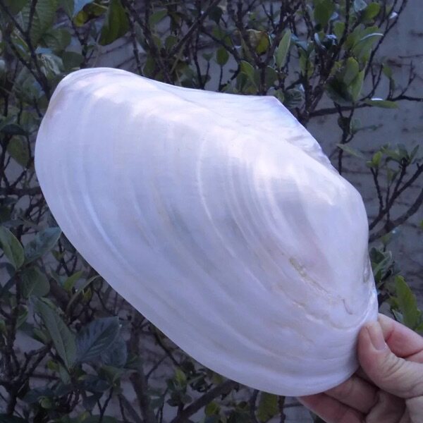 Natural Sea Snail Shells Super Glossy Bifacial Pearl Bay Mussel Shell Mediterranean Home Creative Collection Pendulum