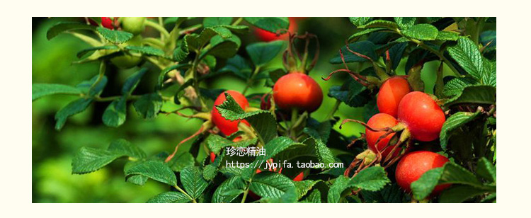 Jane love Brazil nước hoa hồng dầu nền 10ml dưỡng ẩm cơ thể massage mặt chăm sóc da dầu gốc - Tinh dầu điều trị tinh dầu xe hơi