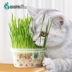Tinh thể mèo cỏ thủy canh dinh dưỡng mèo cỏ hạt giống mèo trồng cỏ đặt mèo để tóc bóng điều hòa dạ dày mèo ăn nhẹ - Đồ ăn nhẹ cho mèo