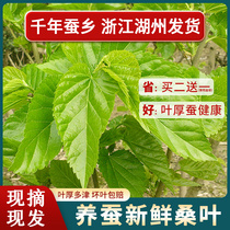 2022 New fresh tender mulberry leaf day to now remove silkworms Special farmhouse Self-planted mulberry tree Students Silkworm Size Leaf Bud