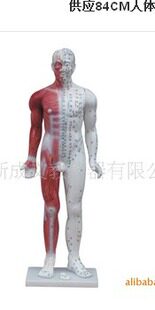 84CM人体针灸模型/带经络线及肌肉构造针灸模型