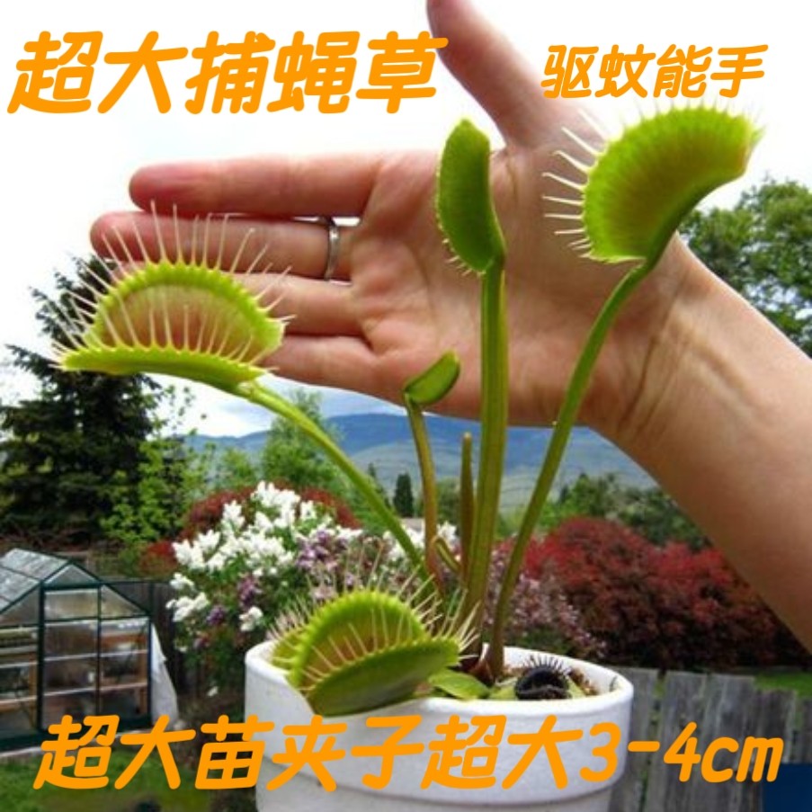 товар из китая 超大捕蝇草巨型食人花驱蚊草盆栽大号食虫植物爆盆办公室生态缸