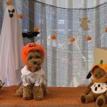 Pet Kitty Pooch Pumpkins Hat Wan Holy Festival Ghost Festival Decorated Head Accessories Small CUHK Dog Teddy Fight