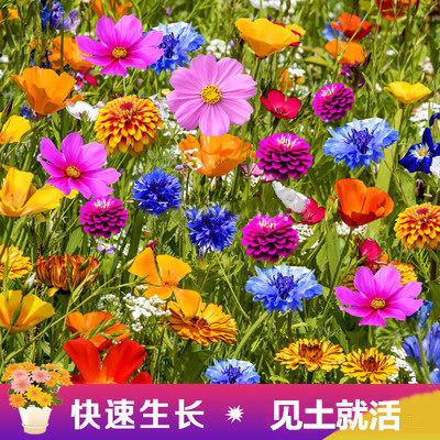 Cosmos flower seeds, Gesang flower seeds, colorful four-season flower seeds, easy-to-live flower seeds, garden wildflower combination seeds