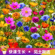 Cosmos flower seeds, Gesang flower seeds, colorful four-season flower seeds, easy-to-live flower seeds, garden wildflower combination seeds