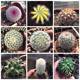 Feihuayu succulent plant combination potted package cactus office radiation protection cute flowering small green plants