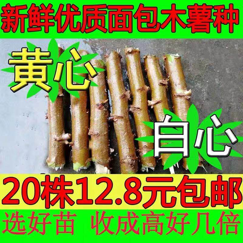 Guangxi fresh bread cassava seeds yellow white flesh cassava seeds yellow heart red skin stem high yield cassava