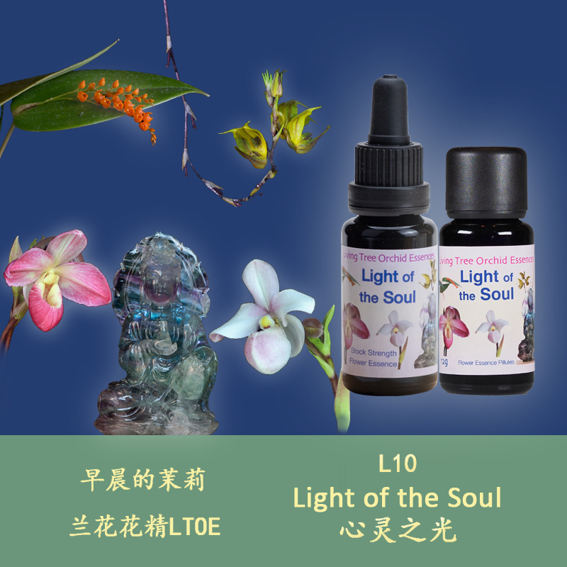 L10 Light of the mind lifts heart depth and breadth brightness of British Orchid semen particles