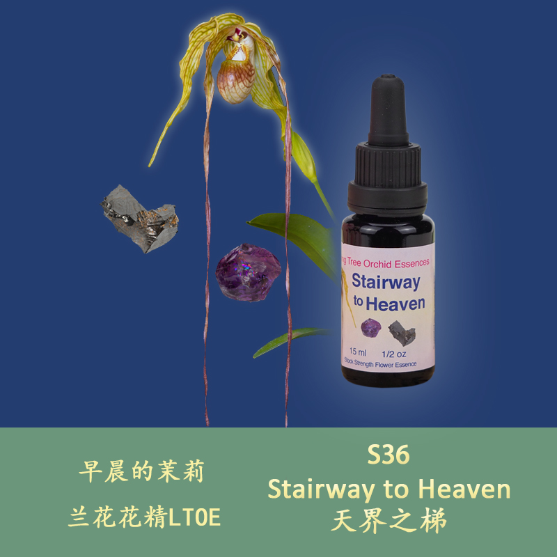 S36 terraces terraces nourishing forehead and top middle veins UK life tree Lanflower bouquet 15ml liquid