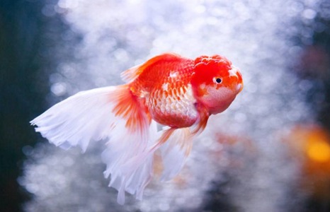如何飼養獅子頭金魚 淘寶海外 如何飼養獅子頭金魚 淘寶海外