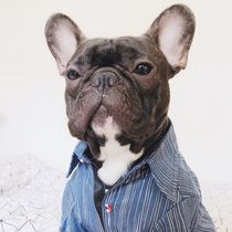 New spring and summer pet dog bully British fight French fight starling Corgi fat dog than Bear tide brand printed denim shirt