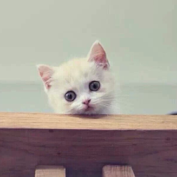 猫粮还有如此多功效 快给猫主子尝尝 趣值买