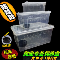 Climbing pet box feeding box Shougong ciliary horn Spider horned frog insect turtle player snake anti-escape feeding box