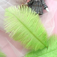 Фрукты зеленые 15-20 волос верблюжьей птицы 10 корней