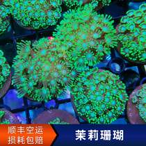Jasmine Coral Artificial LPS Sea Cylinder Living Software Coral Round Cap Gem Flower Branch Jasmine