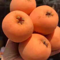 The round plump juicy and sweet and sour taste of the Miyi Dawu-star loquat fruit leaves people with endless aftertaste.