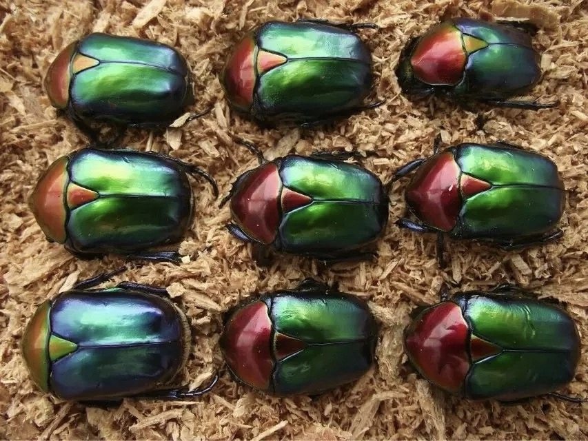 1 yuan Super Link Price Difference Insulation Other