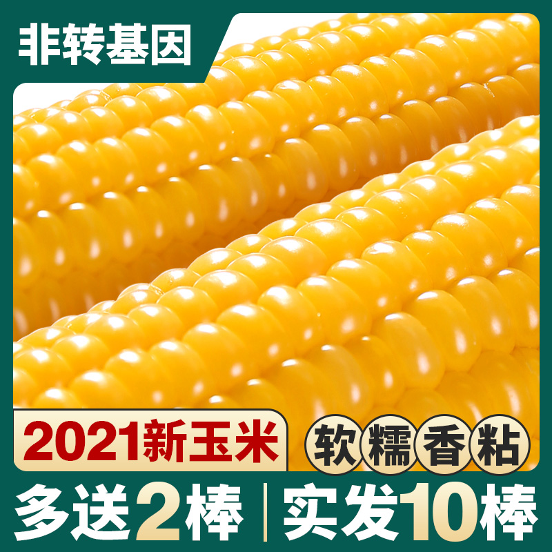 2021 Northeast sticky yellow glutinous corn fresh-picked corn cob fitness meal ready-to-eat vacuum low-fat sweet glutinous rice Rice
