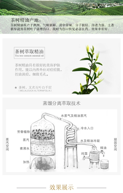 Ya Si Sheng Tea Tree Essential Oil 10ml Hương liệu thực vật đơn phương Tinh dầu thơm Hương liệu trị mụn tinh dầu dễ ngủ