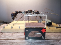 Black Hole S Ant nest Queen wall stove Pet living workshop Castle Ant nest Ant home Double layer acrylic