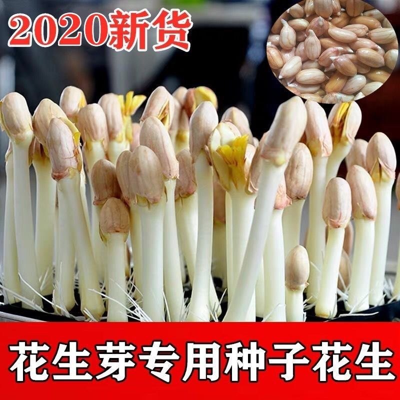 Luhua peanut hydroponic planting peanut sprout special seeds with shell raw peanuts hand peeled peanut kernel peanut rice seeds