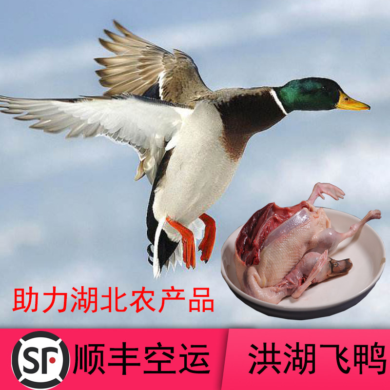 Get rich by Jia Fei Shunfeng air transport Hubei Honghu flying duck Fresh duck Old flying duck Hemp duck Old duck