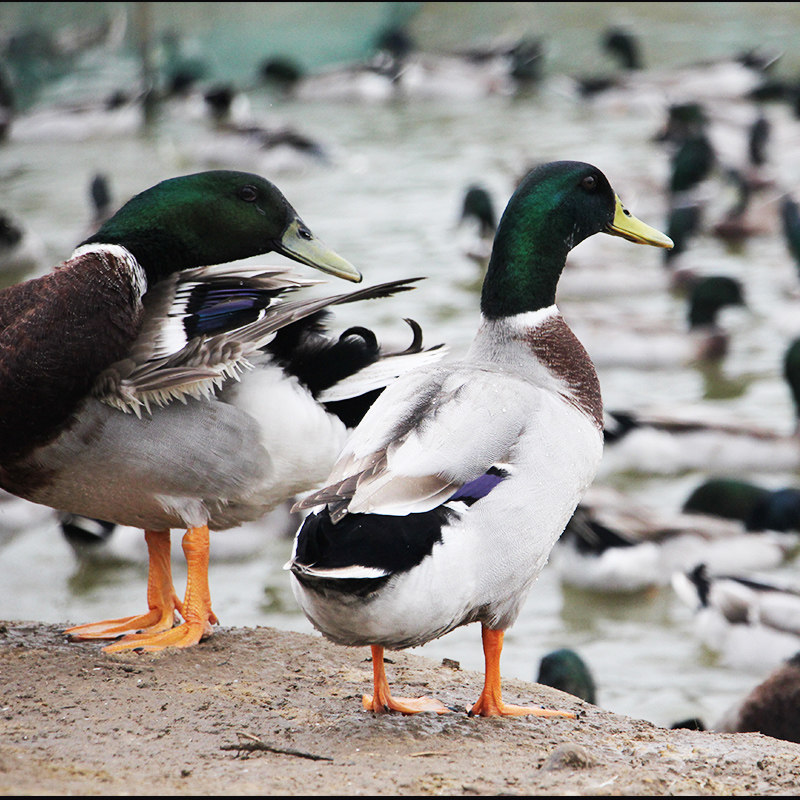 Shunfeng Air Transport Hubei Honghu Nender Duck Fresh Duck Duck Flying Duck Fresh Duck Mallard Soil Duck Duck 2