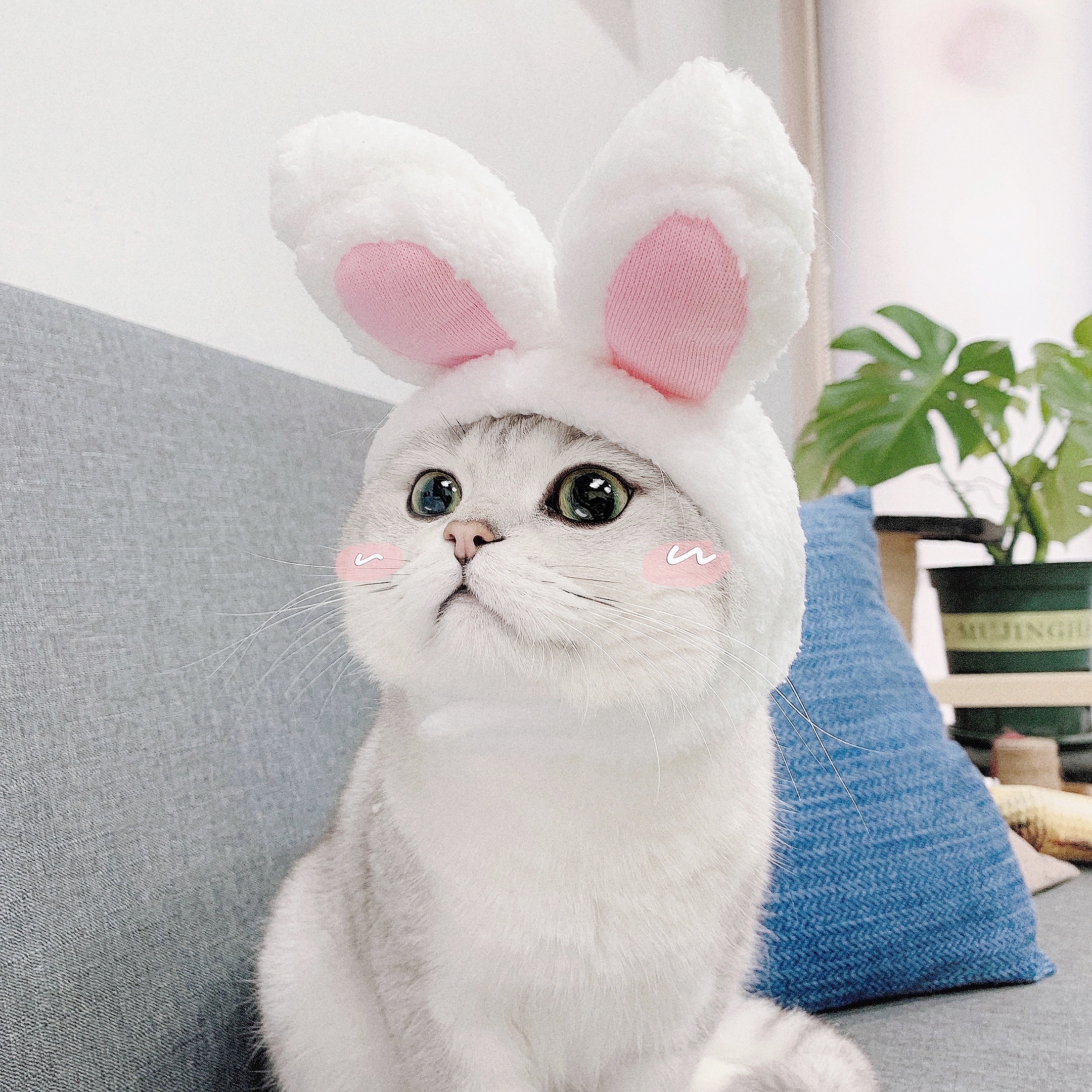 Kitty Cute Head Decoration Small Young Cat Head Cover Pets Photo Props Accessories Teddy Small Dog Hat Adornment