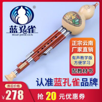 Blue paon type jeu de bois rouge pipe naturel cucutrid C drop B tone D G F tonus instrument national de musique du Yunnan