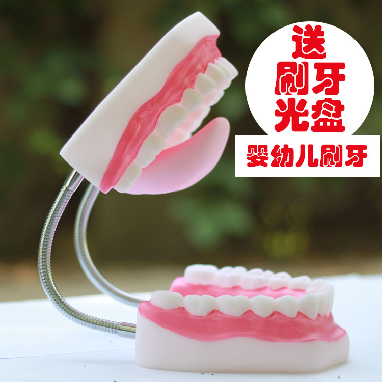 Dental materials teaching model dentures Oral dental care model Children brushing teeth demonstration teaching aids structure