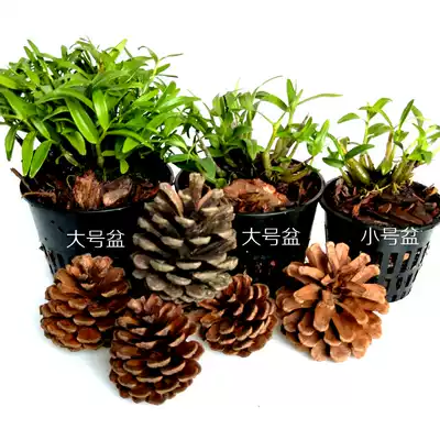 Breathable root control flowerpot tree Pier practical Dendrobium seedlings Dendrobium candidum seedlings fleshy Golden kudzu plant calamus