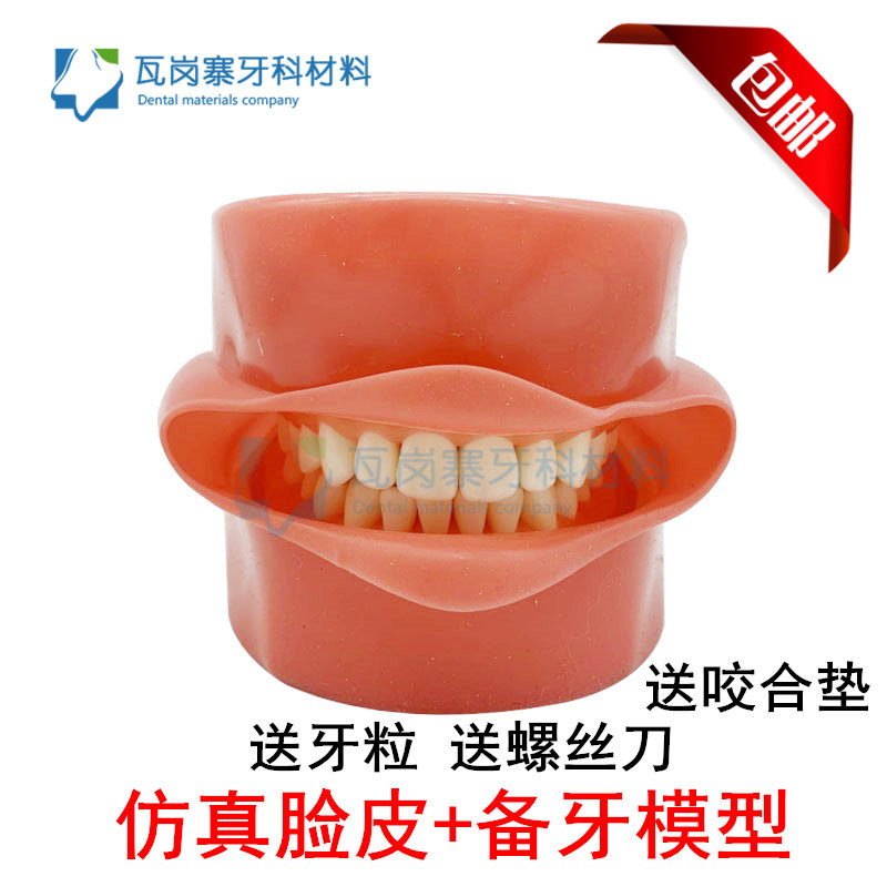 牙科模型 磨牙备洞拔牙备牙练习模型窝洞制备可拆卸牙齿 牙医考试