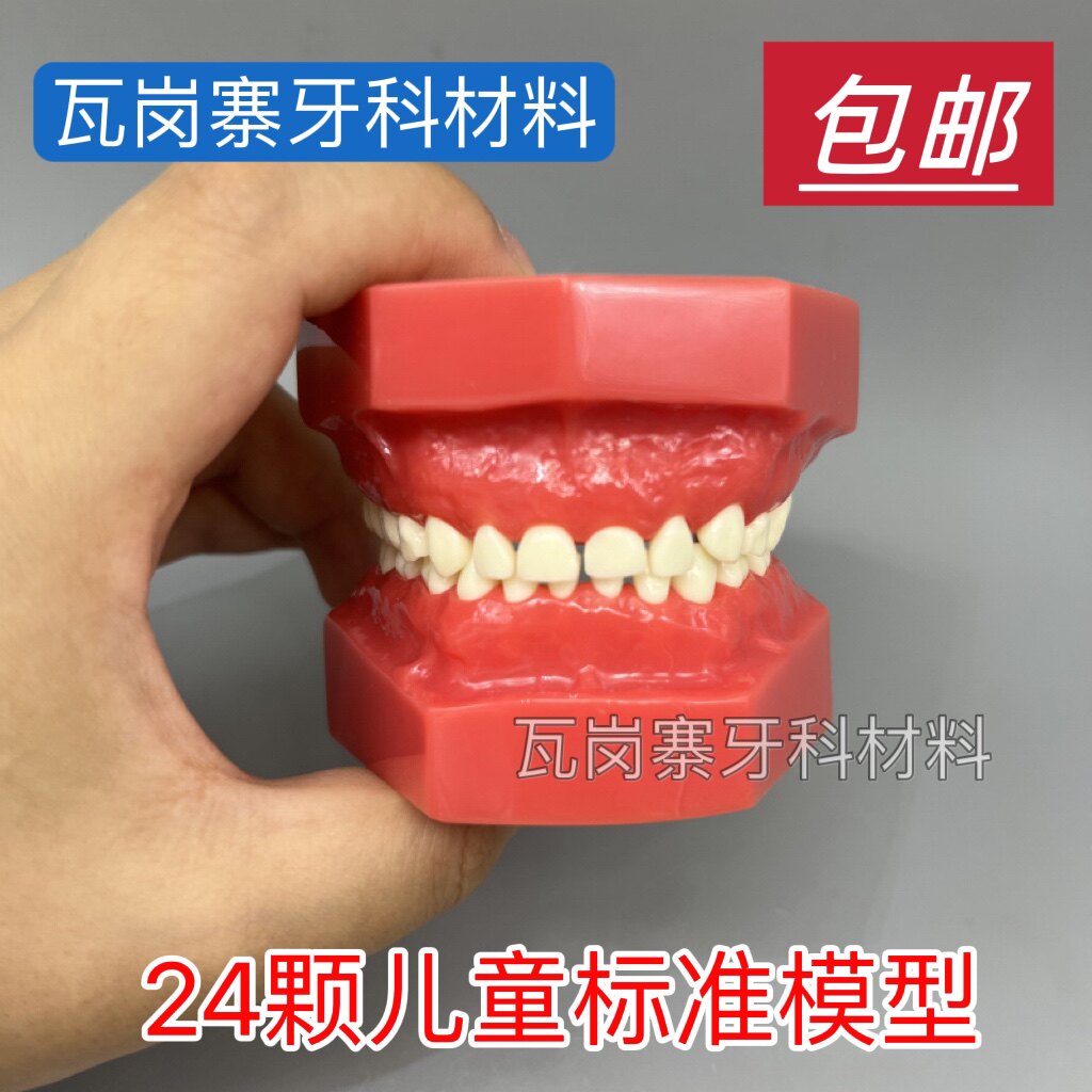 牙科口腔模型乳牙红色展示模型24颗儿童标准模型窝沟清晰教学模具