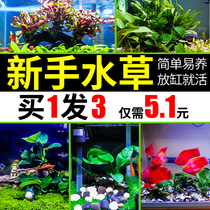 Fish tank Aquatic plants Live real grass Novice landscaping sinking wood package Lying on the ground Dwarf pearl oxygenating Moss Lazy water banyan tree