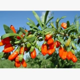 光岳楼 Wolfberry - это подлинная Ningxia Wolfberry Special Red Wolfberry Tea Men Men's ning gou qi xunqi