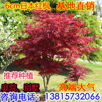 Japanese red maple saplings Red Dancer three-season red seedlings Chinese red maple villa courtyard shape bonsai greening seedlings