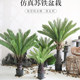 Large Simulated Cycad Potted Floor-Standing Fake Iron Tree Plant Bonsai Indoor Shop Window Scenery Decorative Green Plants