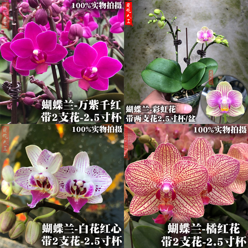 蘭花苗帶花苞盆栽花卉建蘭四季正品好養濃香老種春蘭墨蘭綠植矮種