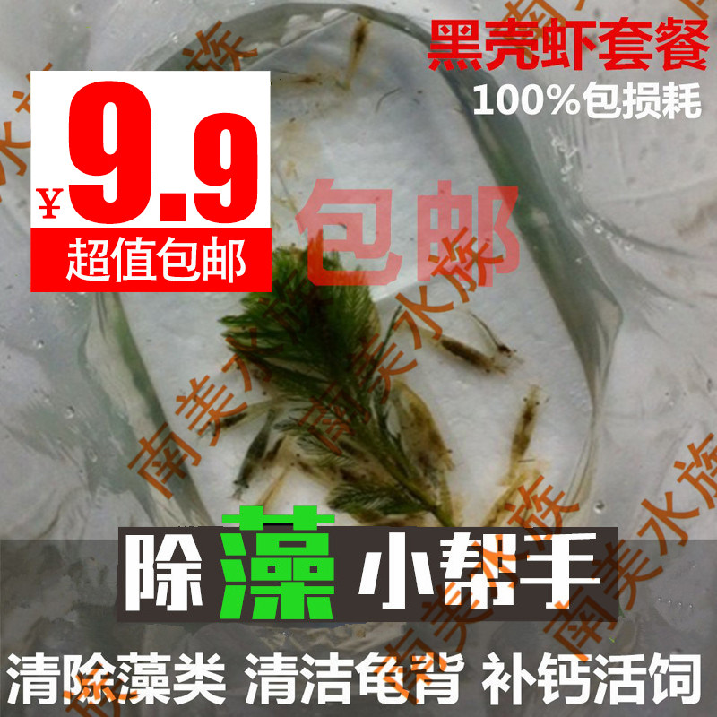 South American water community in addition to algae black shell shrimp fish tank water grass cylinder tool to clean algae-ornamental living freshwater shrimp