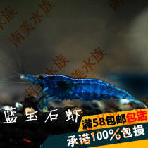 South American water Family blue velvet shrimp blue crystal shrimp Sapphire shrimp blue shrimp ornamental shrimp pet shrimp live shrimp Smurfs
