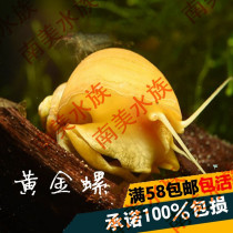 South American aquarium golden snail mysterious snail freshwater ornamental snail snail algae cleaning fish tank